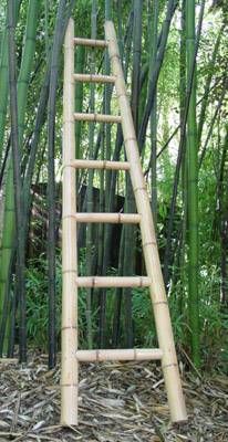 bamboo ladder and tree